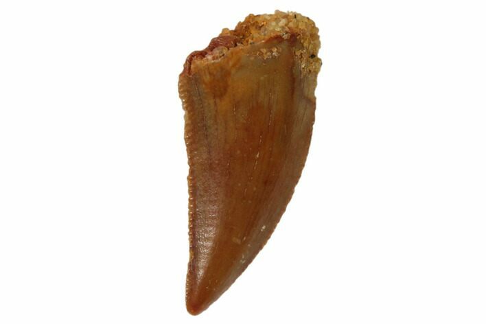 Serrated, Raptor Tooth - Real Dinosaur Tooth #101800